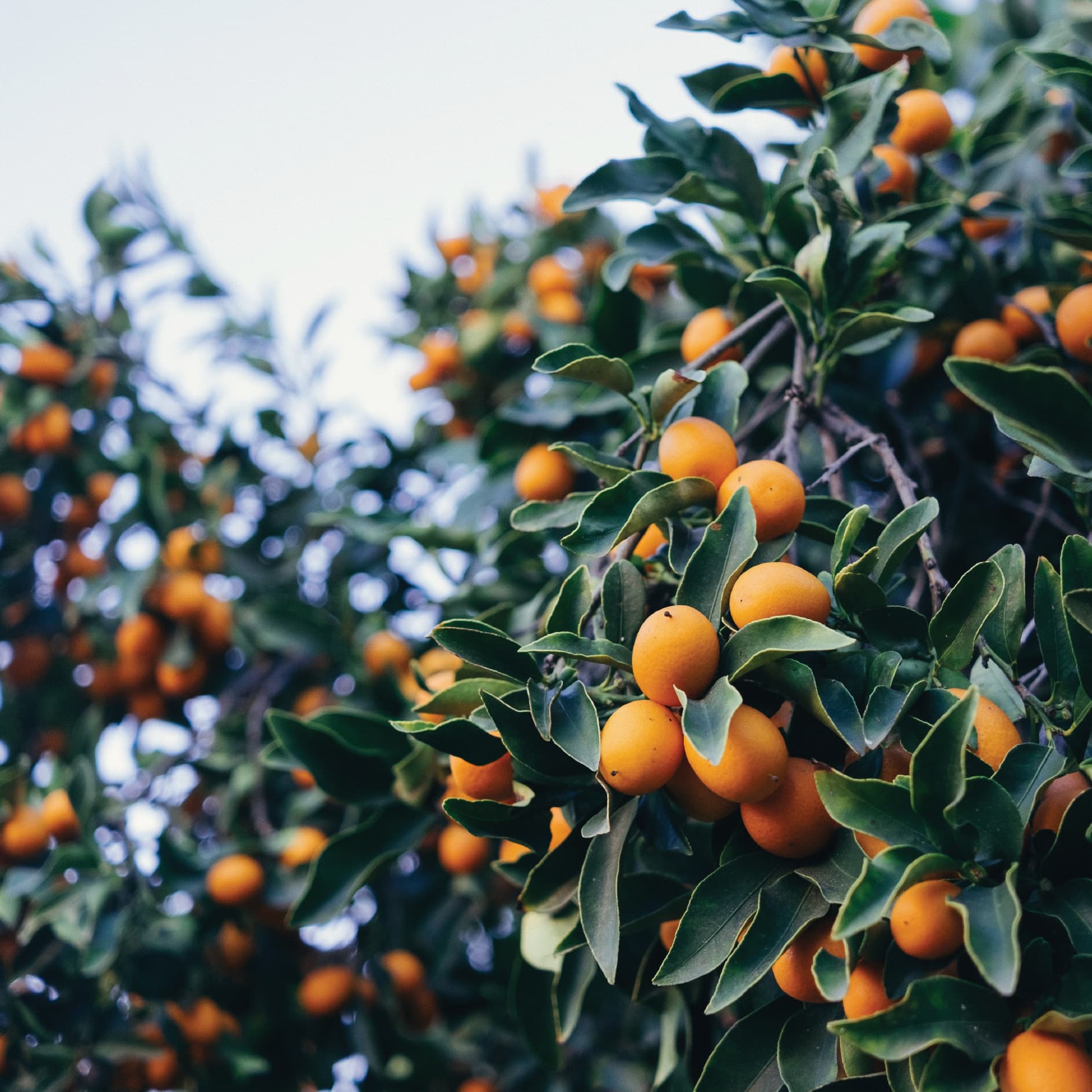 Image of oranges on an orange tree
