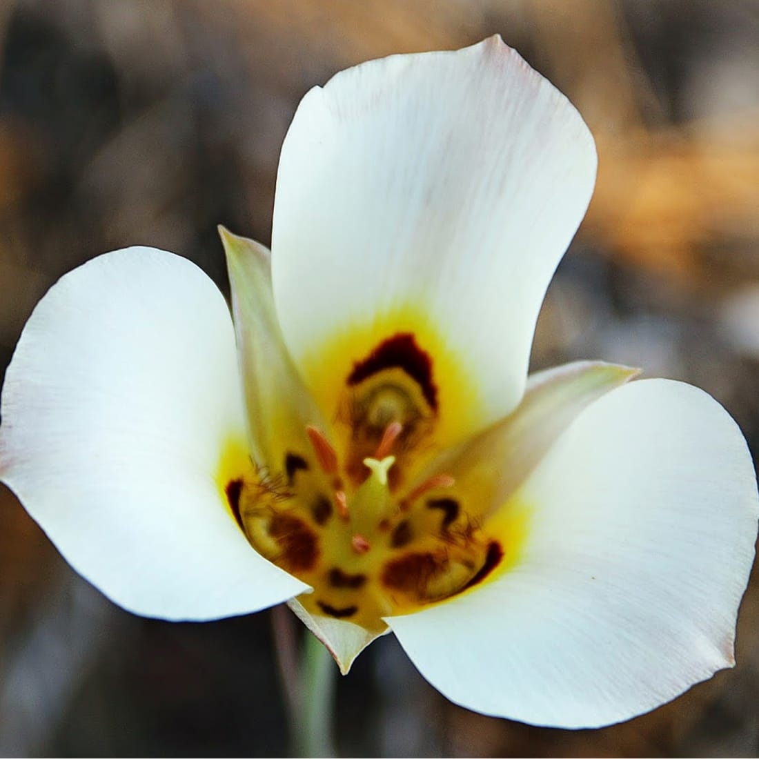 Close-up of a white sego lily with a golden throat marked by dark maroon bands, Utah's state flower, referenced in the branding inspiration for Mountain View Village in Riverton, Utah — branding and environmental graphic design by RSM Design.