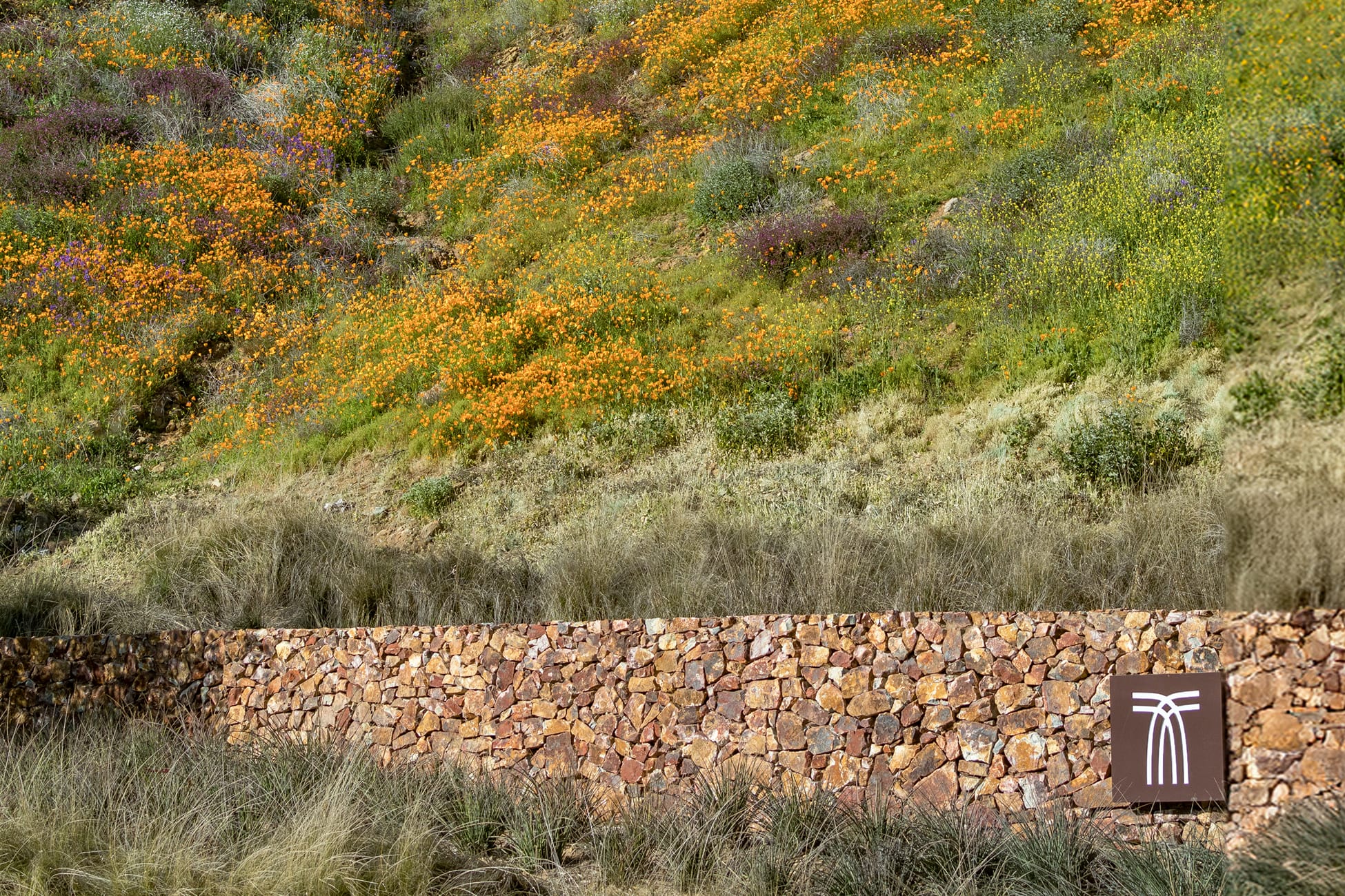 Terramor logo mark set into a stone wall below a hillside blooming with orange poppies - environmental graphic design by RSM Design
