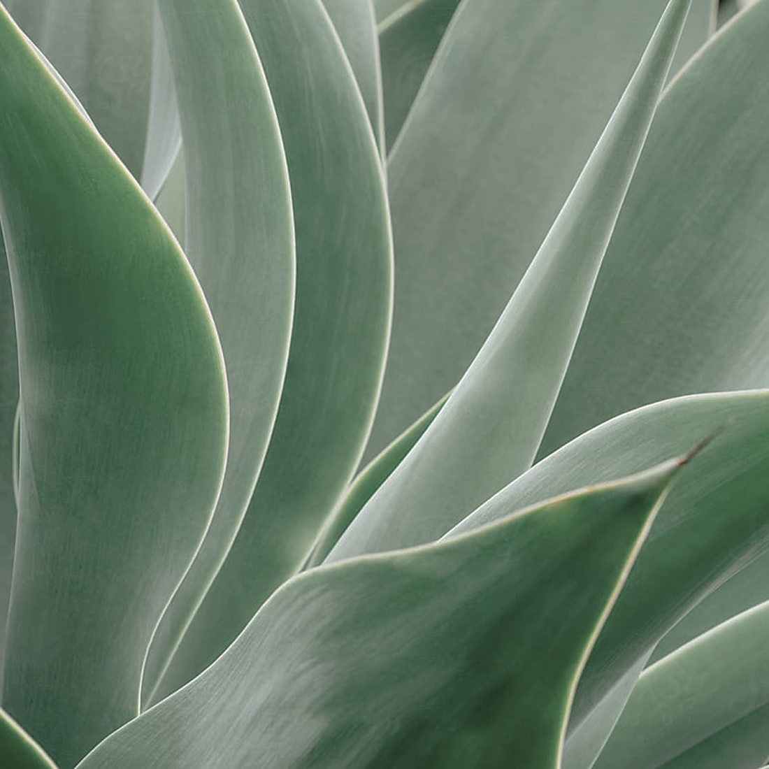 Close-up detail of agave plant leaves in soft green tones