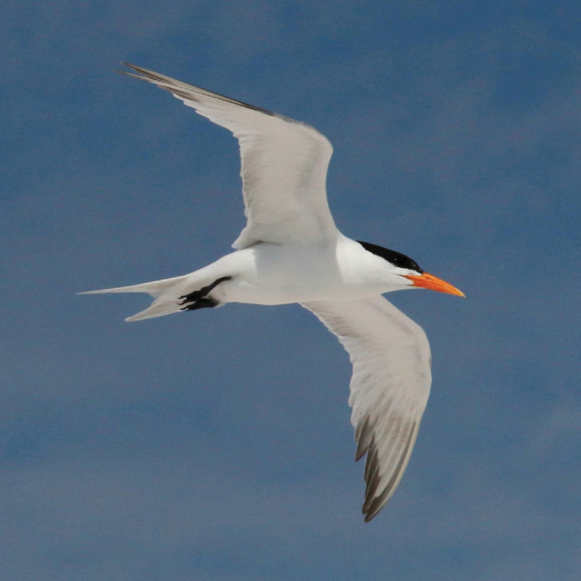 Royal tern in flight against a blue sky, used as a brand inspiration image for Saltaire Catering by UC San Diego, reflecting the coastal identity and placemaking design story developed by RSM Design.