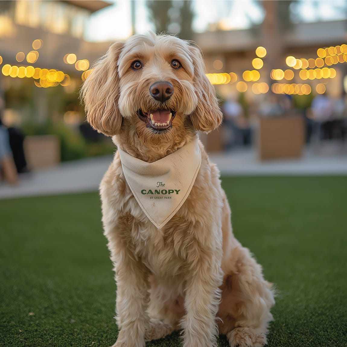 Dog wearing branded bandana with string lights at The Canopy at Great Park in Irvine - lifestyle photography supporting brand identity by RSM Design