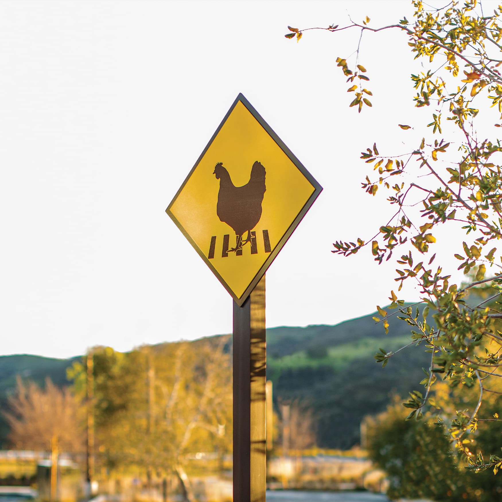 Close up of a chicken crossing illustration sign done by RSM Design for Rancho Mission Viejo. Yellow yield sign at sunset with chicken illustration. 